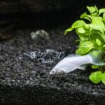 Escape Room Fische – Die Geschichte des Aquariums